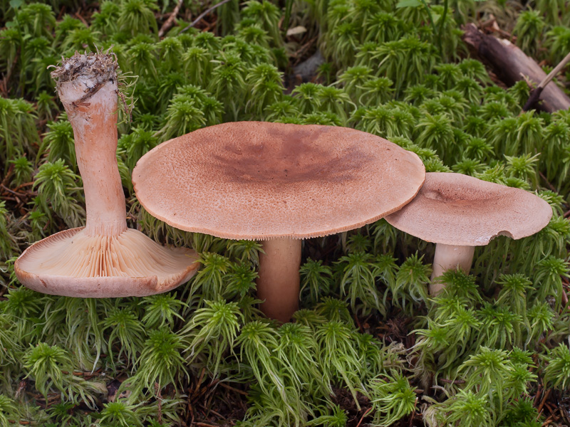 Lactarius helvus